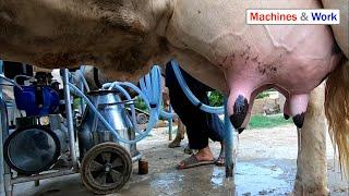 How to milk  Cow milking machine  Milk the cow