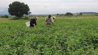 Harvesting Black Beans with my brother