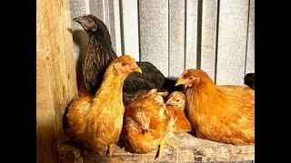 Forming The Chicken Pecking Order At Night