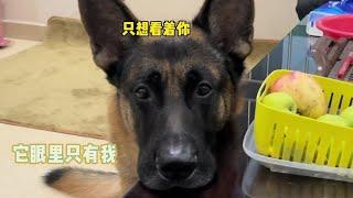 这就是养大型犬的安全感吧#德牧龙哥 #抖音动物图鉴