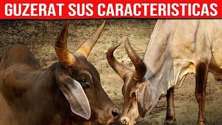 GUZERAT Lechero Características De La Raza Vacas Lecheras y Cárnicas.