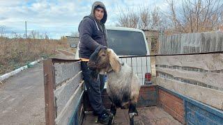 Цезарь домамы были в шоке. Купили деревья и розы.