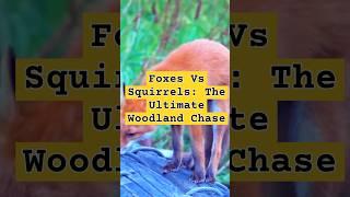 Foxes Vs Squirrels The Ultimate Woodland Chase #foxes #squirrels #wildlifediversity