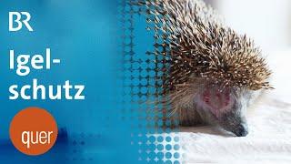 Neue Tierschutzgesetze Mähroboter und der Schutz der Igel  quer vom BR