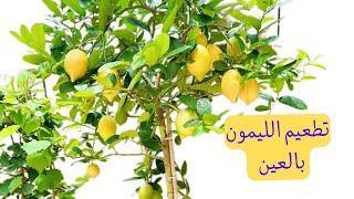 تطعيم الليمون والبرتقال و جميع الحمضيات بطريقتينGrafting Lemon Trees