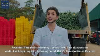 Inside a Kenyan avocado export facility