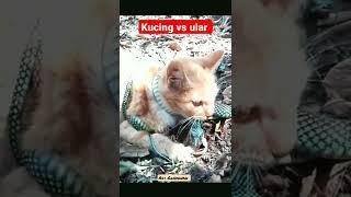 #shorts -duel sengit‼️ kucing vs ular #viral #fyp #live #ytshorts #kucing #ular #shortvideo #tiktok