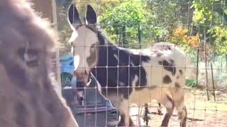 Orphaned donkey cries when separated from friend