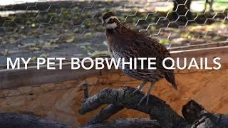 The Bobwhite Quails