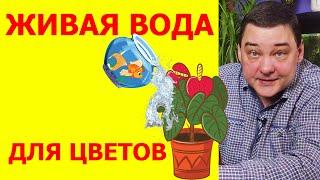 Живая вода – обязательно да Бесплатная подкормка для цветов