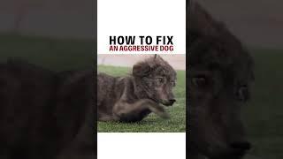 How To Fix An Aggressive Dog