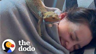 Woman Rescues A Bearded Dragon Thinking He Will Be Calm And Mellow...   The Dodo