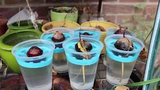 How to - Grow Avocado From Seed in Water