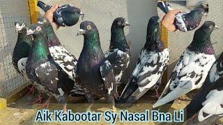 Nasal Banany Ka Tarika  Very Informative Video  Hashim Mahmood Pigeons