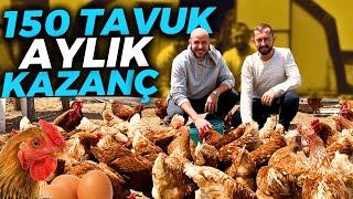 150 TAVUK AYLIK KAÇ PARA KAZANDIRIR ?  50.000 TLYE KENDİ İŞİNİN PATRONU OL