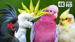 MOST AMAZING COCKATOOS  COLORFUL BIRDS  RELAXING SOUNDS  BREATHTAKING NATURE  STRESS RELIEF
