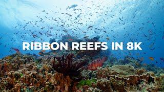 Incredible Ribbon Reefs in 8K  Great Barrier Reef 8K RED RAPTOR Showreel
