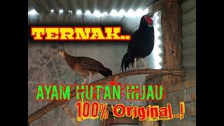 Ternak ayam hutan hijauPenangkaran ayam hutan.