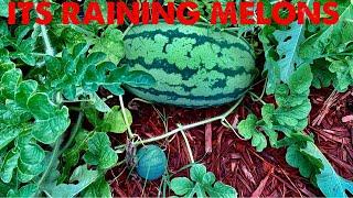 How to Grow watermelons in a Raised Bed