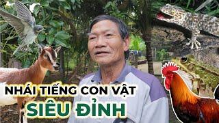 Ông cụ nhái tiếng Con vật Siêu đỉnh ở Bến Tre  Bùi Hồ TV