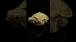 Two Headed Turtle Update‼️ Part 3