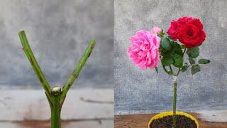 Rose Grafting easy method  How to graft different roses in one plant