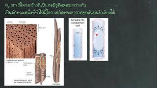 เฉลยข้อสอบเข้าค่าย สอวน ปี 65 ข้อ 60  ท่อลำเลียงของพืช