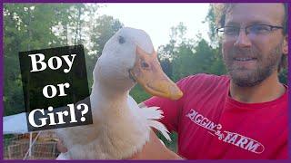 Quickly Identify Pekin Duck Gender - Super Easy