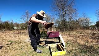 Honey Bee Queen Castle 101 - Queen Rearing using Queen Castles