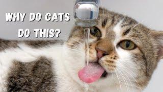 Why Your Cat Isnt Drinking Water  3 Tricks To Help Your Cat Stay Hydrated