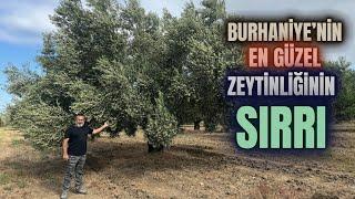 Zeytin Bahçelerinde Bakım Nasıl Olmalı? #budama #erenvural #zeytinbudama