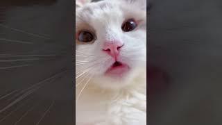 kitten tik tok video funny cats meow baby cute compilation #shorts #funnycats