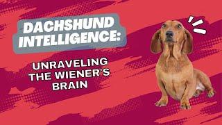Dachshund Intelligence Unraveling the Wieners Brain