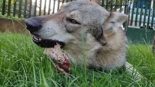 Czechoslovakian Wolfdog Combo Kuryak Chewing Pork Blade Bone