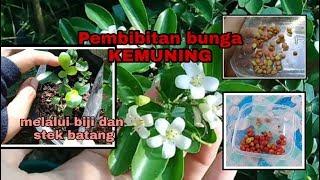 PEMBIBITAN BUNGA KEMUNING DARI BIJI DAN STEK BATANG