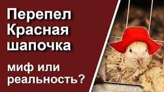 Перепел Красная шапочка. Миф или реальность?