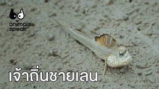 เจ้าถิ่นชายเลน  Animals Speak by Mahidol