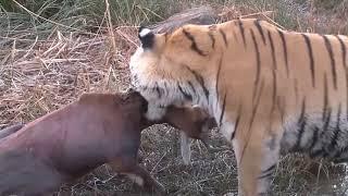 Tiger Hunts Prey Too Fast Too Dangerous