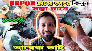 BRPOA ক্লাবের রেসার কবুতর সস্তা দামে কিনুন তারেক ভাইয়ের কবুতর খামার Mohsintv