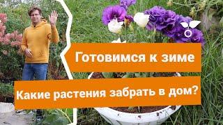 Какие растения забрать домой осенью чтобы продлить им жизнь?