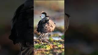 Jacana Daddy looking after babies