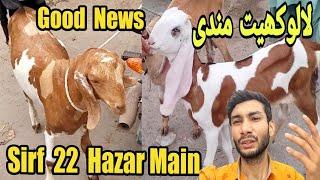 Lalukhet bakra mandi Me Qurbani 2025 Ka Bakra  7-July -2024  Lalukhet Bakra Mandi Bakra mandi