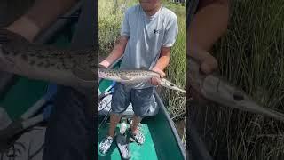 Shortnose Gar #viral #fish #fishing #fyp #shorts #bigfish