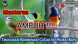 masteran GILA burung trucukan ROPEL kombinasi CUCAK IJO - MURAI BATU super muantul