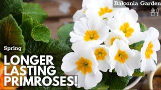 How To Make Primroses Bloom Longer When Grown Indoors  Balconia Garden