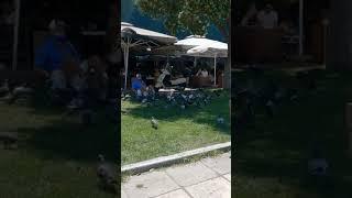 Pigeons ️