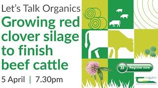 Lets Talk Organics - Growing red clover silage to finish beef cattle