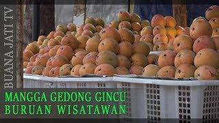 MANGGA GEDONG GINCU BURUAN WISATAWAN