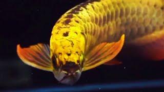 Best Top 10 Golden Arowana Fish from Malaysia  Premium Golden Arowana - the beautiful Dragon Fish