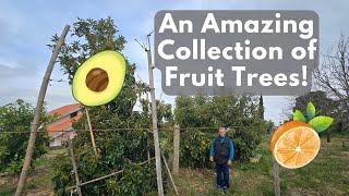 A Tour of an Incredible Fruit Tree Orchard